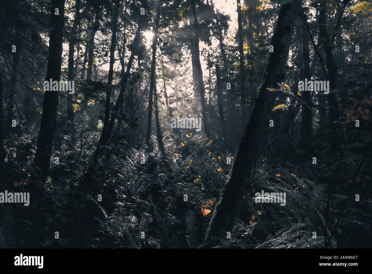 Ätherische Morgenlichtdurchfälle Durch Misty Autumn Forest Stockfoto