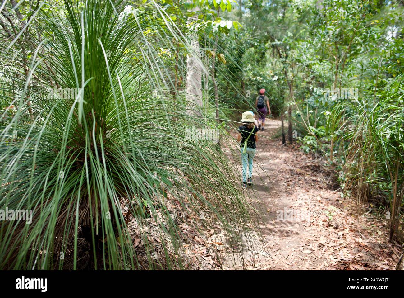 Eine Mutter und Kinder zu Fuß auf einem Waldweg, Honeyeater lookout Wanderweg, Conway National Park, Airlie Beach, Queensland, Australien Stockfoto