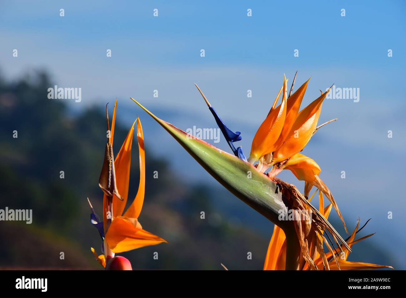 Bird Of Paradise an der Big Sur Küste Stockfoto