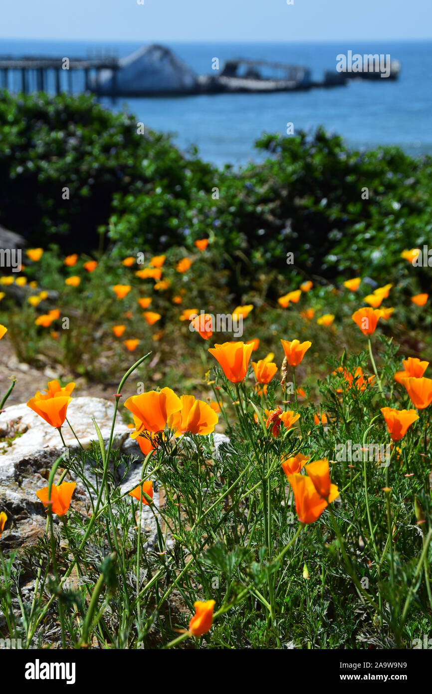 Kalifornien Mohnblumen bei Seacliff State Beach Stockfoto