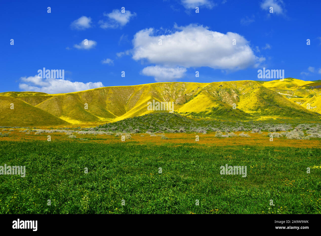California Wildblumen Stockfoto