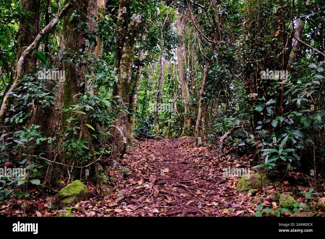 Honeyeater wandern Lookout Trail, Conway National Park, Airlie Beach, Queensland, Australien Stockfoto