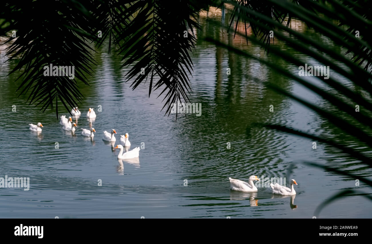 Das tierische Leben, Schwäne, häusliche, in einem großen Teich, Jhargram, West Bengal, Stockfoto