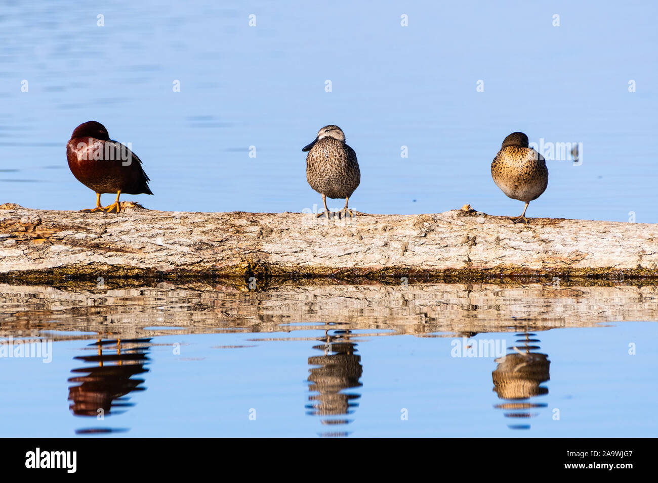 Cyanoptera Cinnamon Teal (Spachtel) Enten sitzen auf einem Baumstamm in den Sumpfgebieten an der Merced National Wildlife Refuge, zentralen Kalifornien Stockfoto