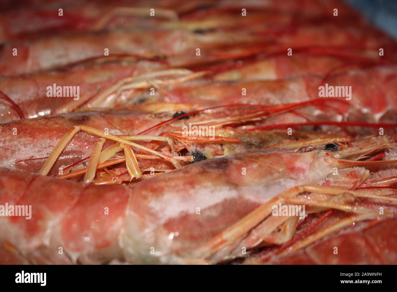 Frische rote Garnelen italienische Meer Fisch Bild Stockfoto