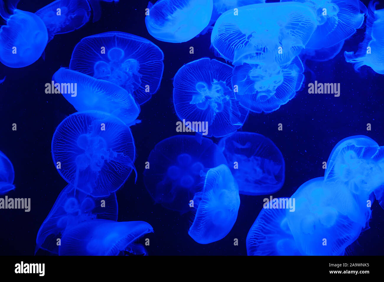 Blue Light Bright Transparent Jelly Fish Aquarium Stockfoto