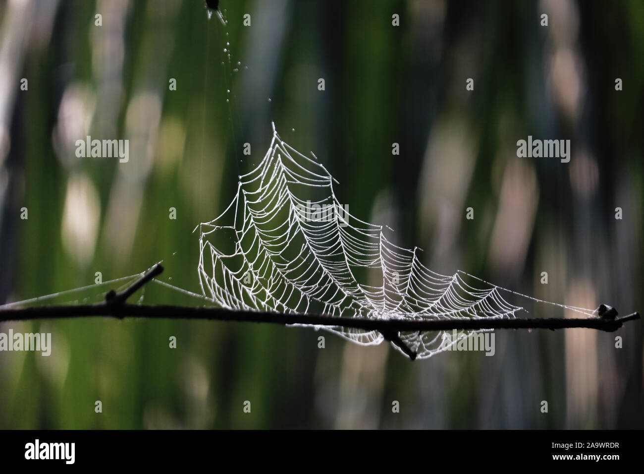 Spinnennetz, Spinne Netz und Muster. Ein Winter Sonne morgens im Wald. Stockfoto