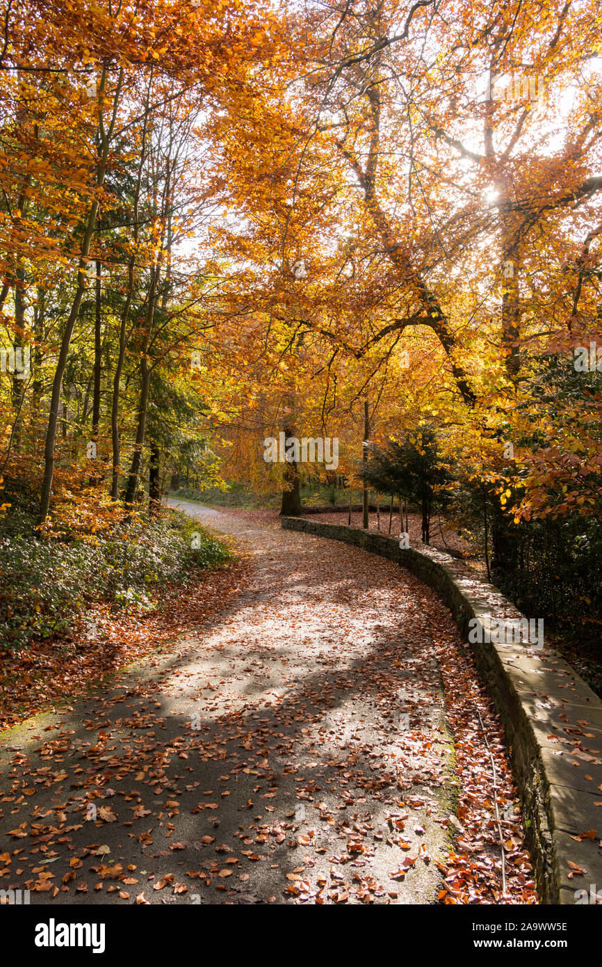 Herbst Farben entlang zum Riverside Walk in Durham City, Co Durham, England, Großbritannien Stockfoto
