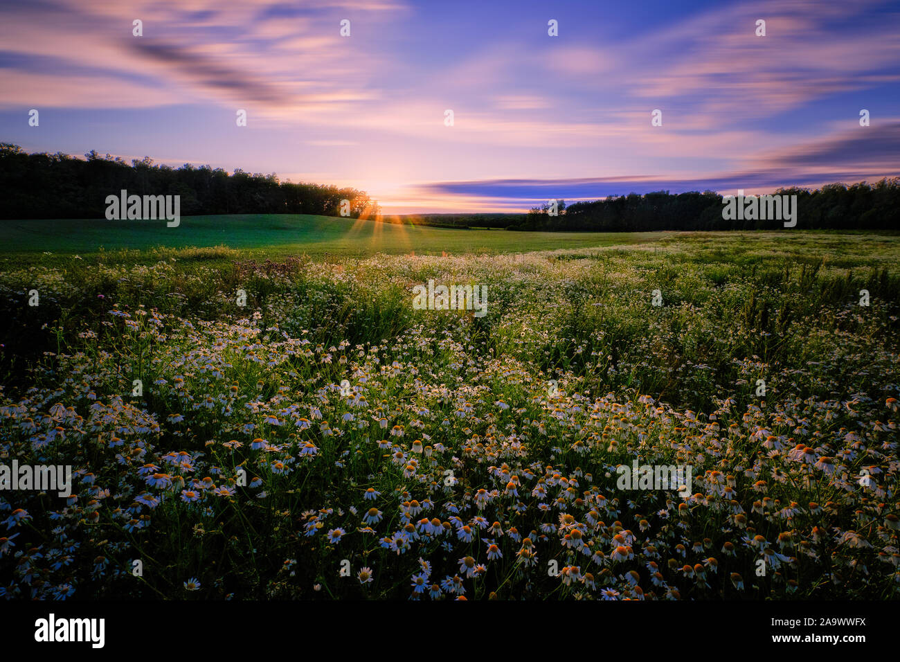 Sonnenuntergang hinter einem Wald mit einer Wiese in die Mitte und Blumen im Vordergrund Stockfoto