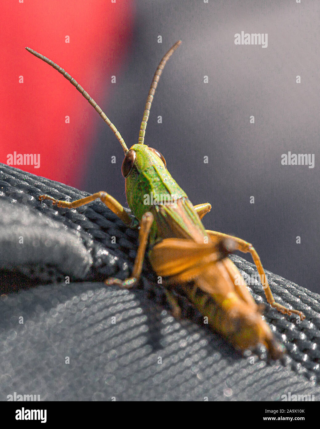 Grüne Cricket im Gras sitzen Stockfoto