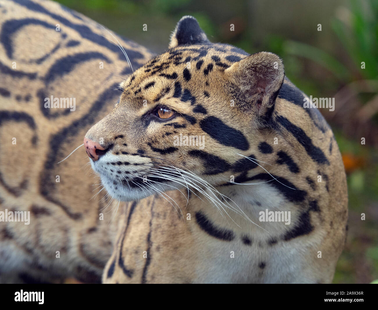 Nebelparder Neofelis nebulosa Captive portrait Stockfoto