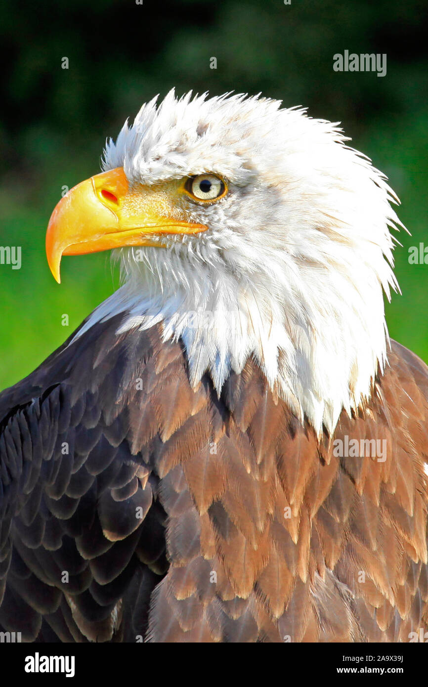 Porträt eines ausgewachsenen Weisskopfseeadler, Seeadler, mit stark gebogenem gelben Schnabel, weissem Kopf und braunem Gefieder, Wappenvogel der USA Stockfoto