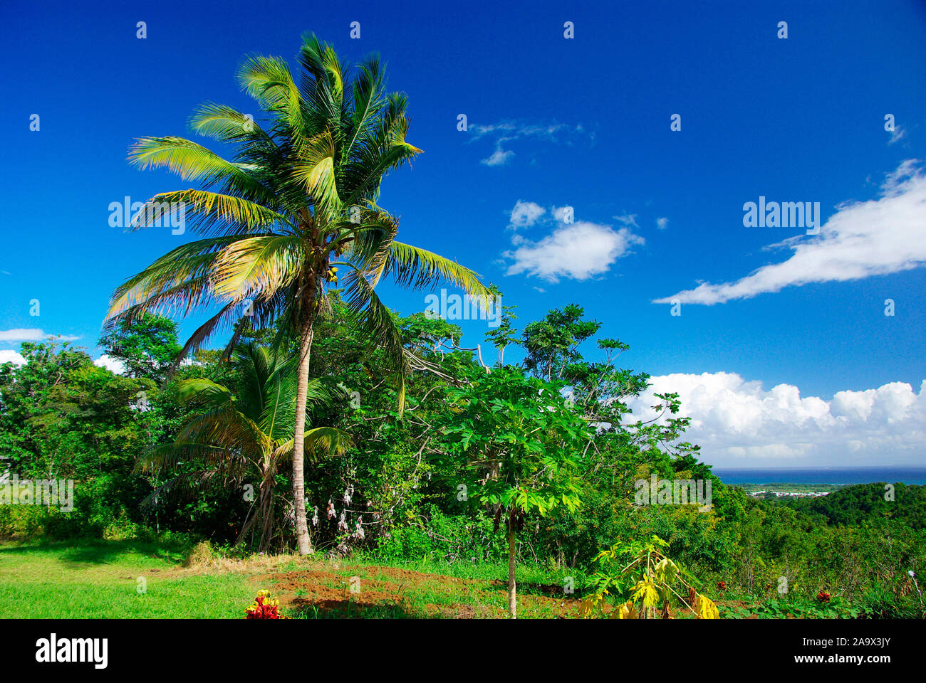 Karibik; Franzoesiche Antillen; Guadeloupe; Basse-Terre; Stockfoto