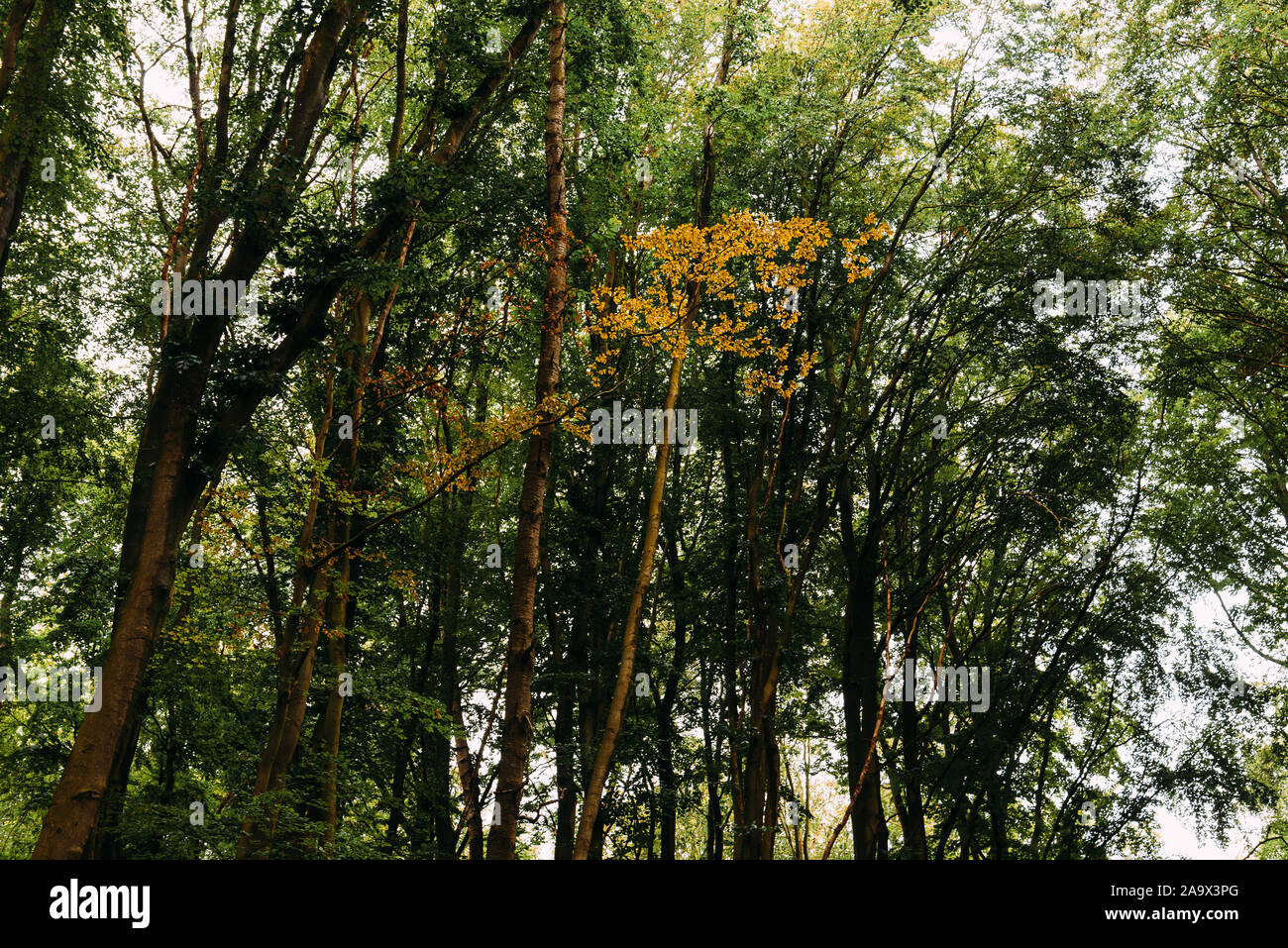 Europäische Buche, Fagus sylvatica, in Rügen Wälder. Low Angle View. Stockfoto