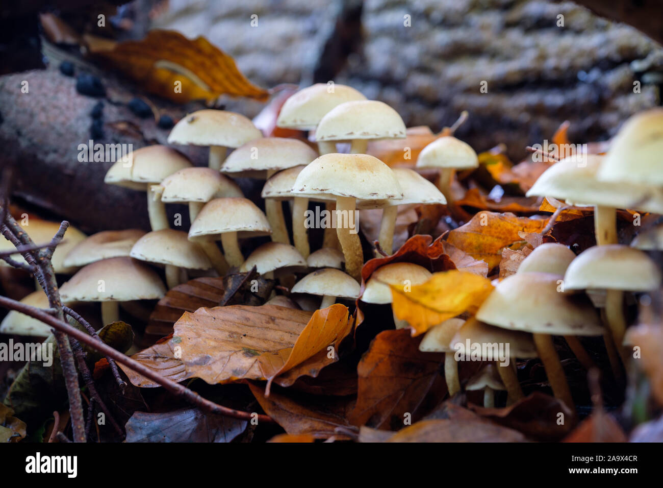 Gruppe der braune Pilze zwischen golden und orange Blätter im Wald im Herbst. Deutschland Stockfoto