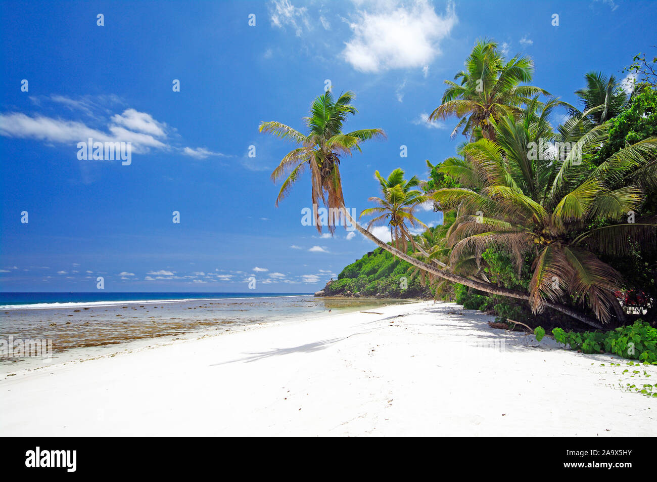 Strand und Palmen, Anse Takamaka, Mahé Stockfoto