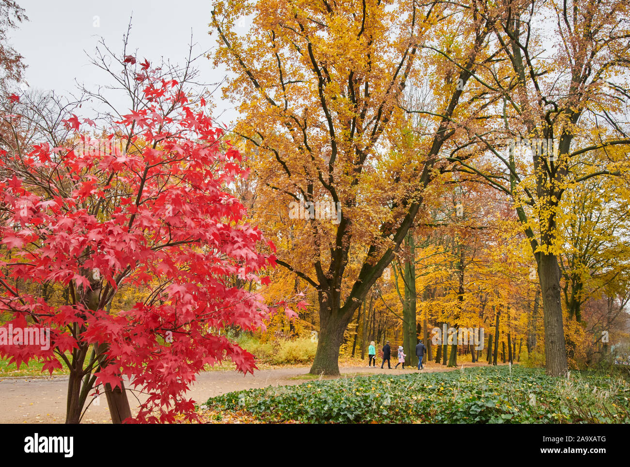 18 November 2019, Berlin: eine Gruppe von Menschen gehen in den Zoo. Die Blätter der Bäume im Herbst bunt gefärbt. Foto: Annette Riedl//dpa Stockfoto