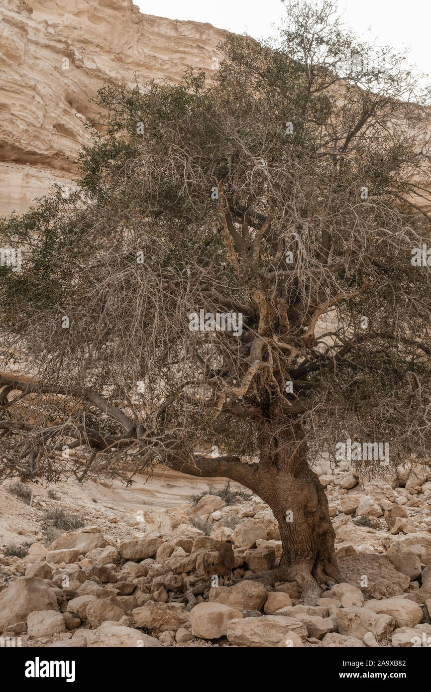 Ein avdat Nationalpark, Israel. 15. November 2019. Eine Nubische Steinböcke abschürfungen unter einen Baum in den Tzin Fluss in Ein avdat Nationalpark, eine natürliche Oase in der israelischen Wüste Negev. Credit: Nir Alon/Alamy Leben Nachrichten. Stockfoto