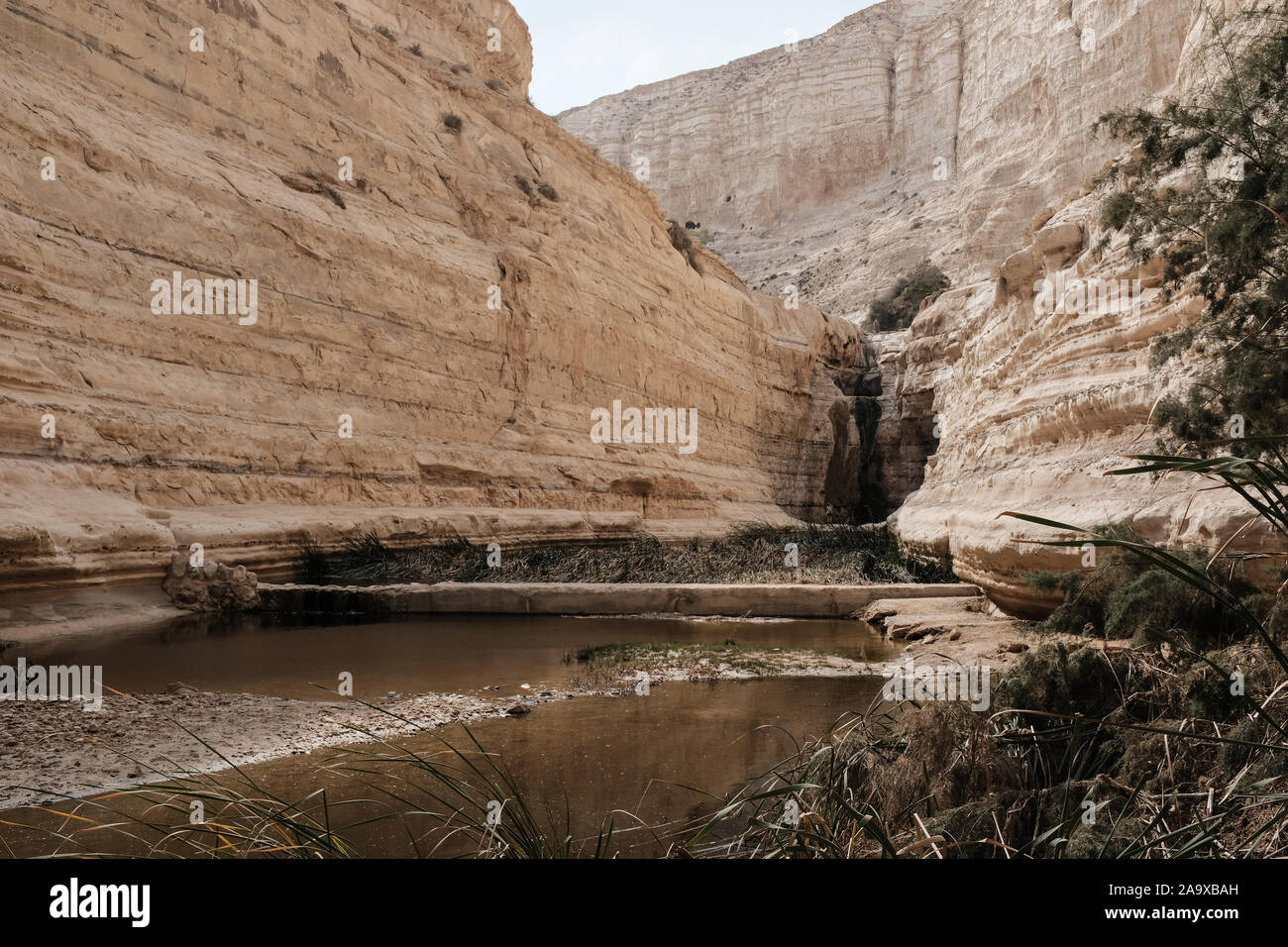 Ein avdat Nationalpark, Israel. 15. November 2019. Eine natürliche Wasserfall und Pool im Tzin Fluss in Ein avdat Nationalpark, eine natürliche Oase in der israelischen Wüste Negev. Credit: Nir Alon/Alamy Leben Nachrichten. Stockfoto