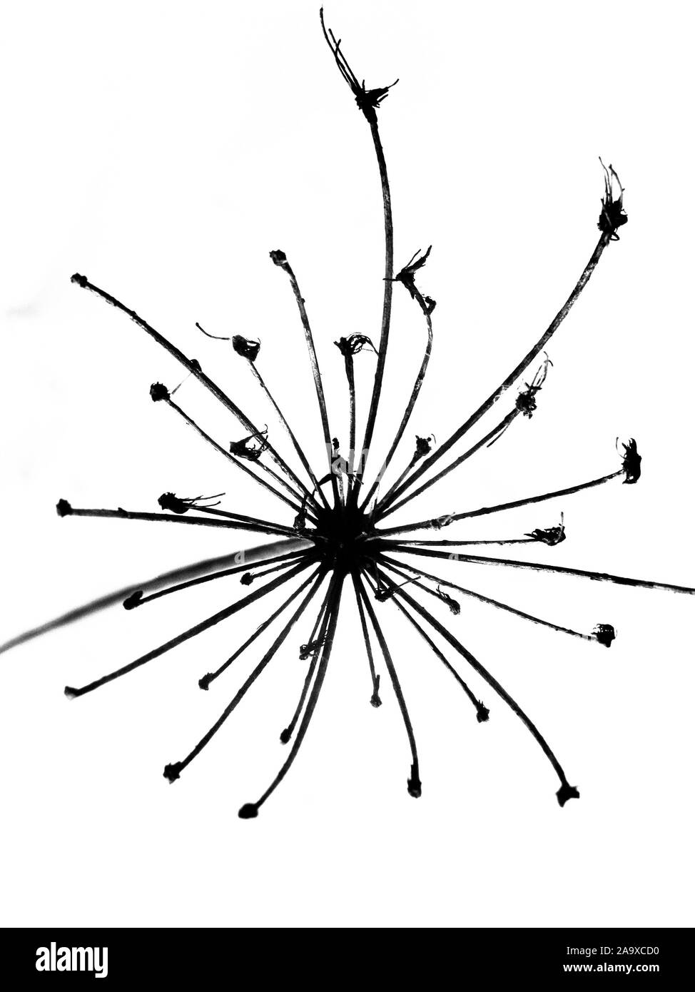 Makro Sicht auf die Anlage Stockfoto