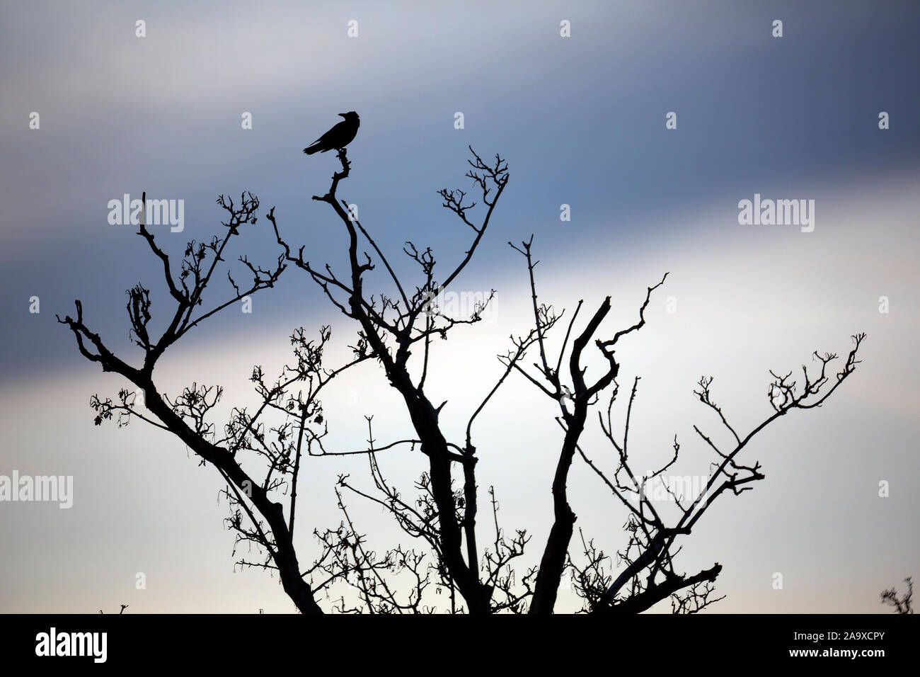 Bird, Corvid, Corvidei, Crow, Sat, in, Winter, Baum, schauend, herum, England, Großbritannien, Stockfoto