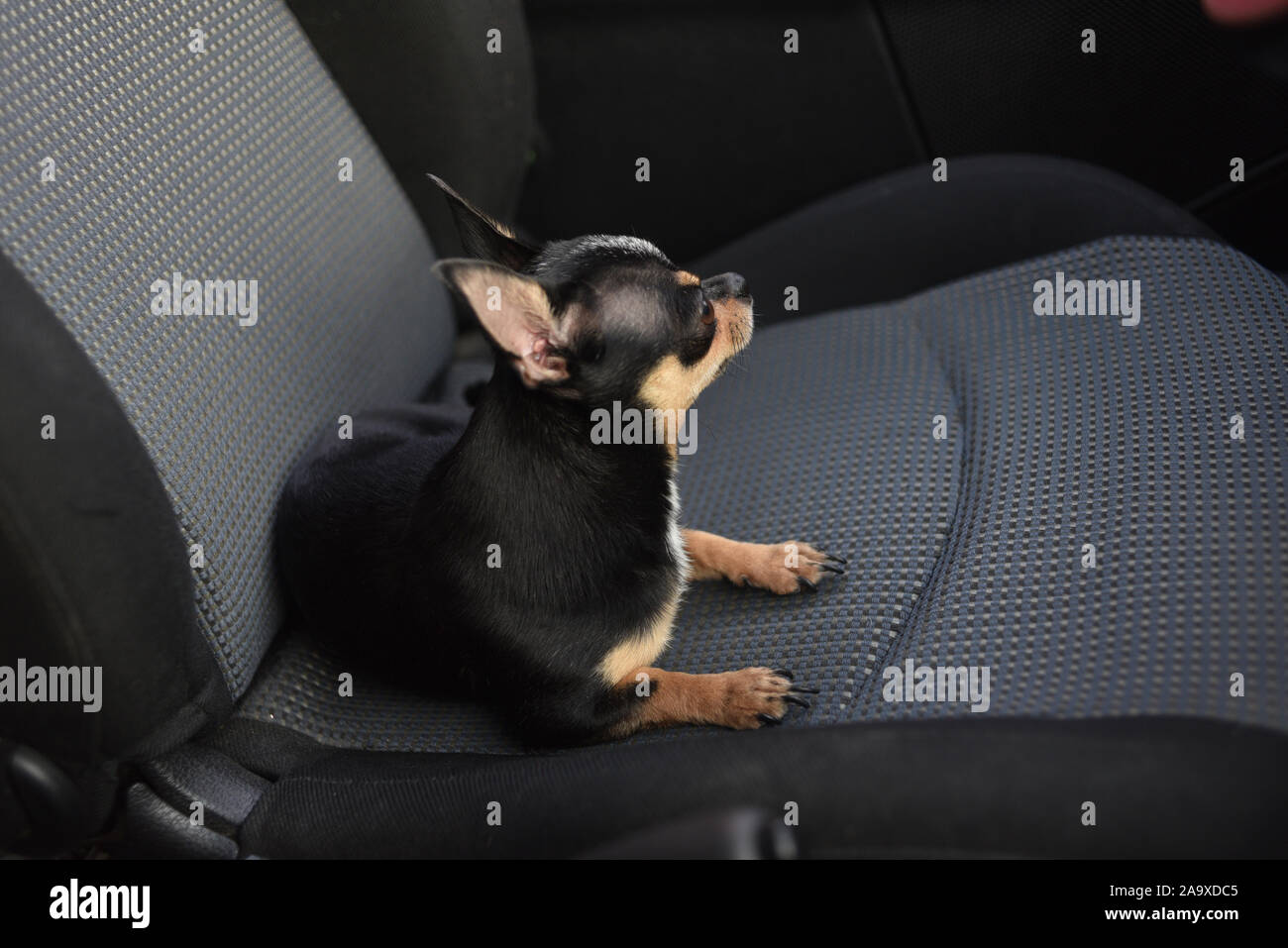Chihuahua With Big Ears Stockfotos Und Bilder Kaufen Seite 2 Alamy