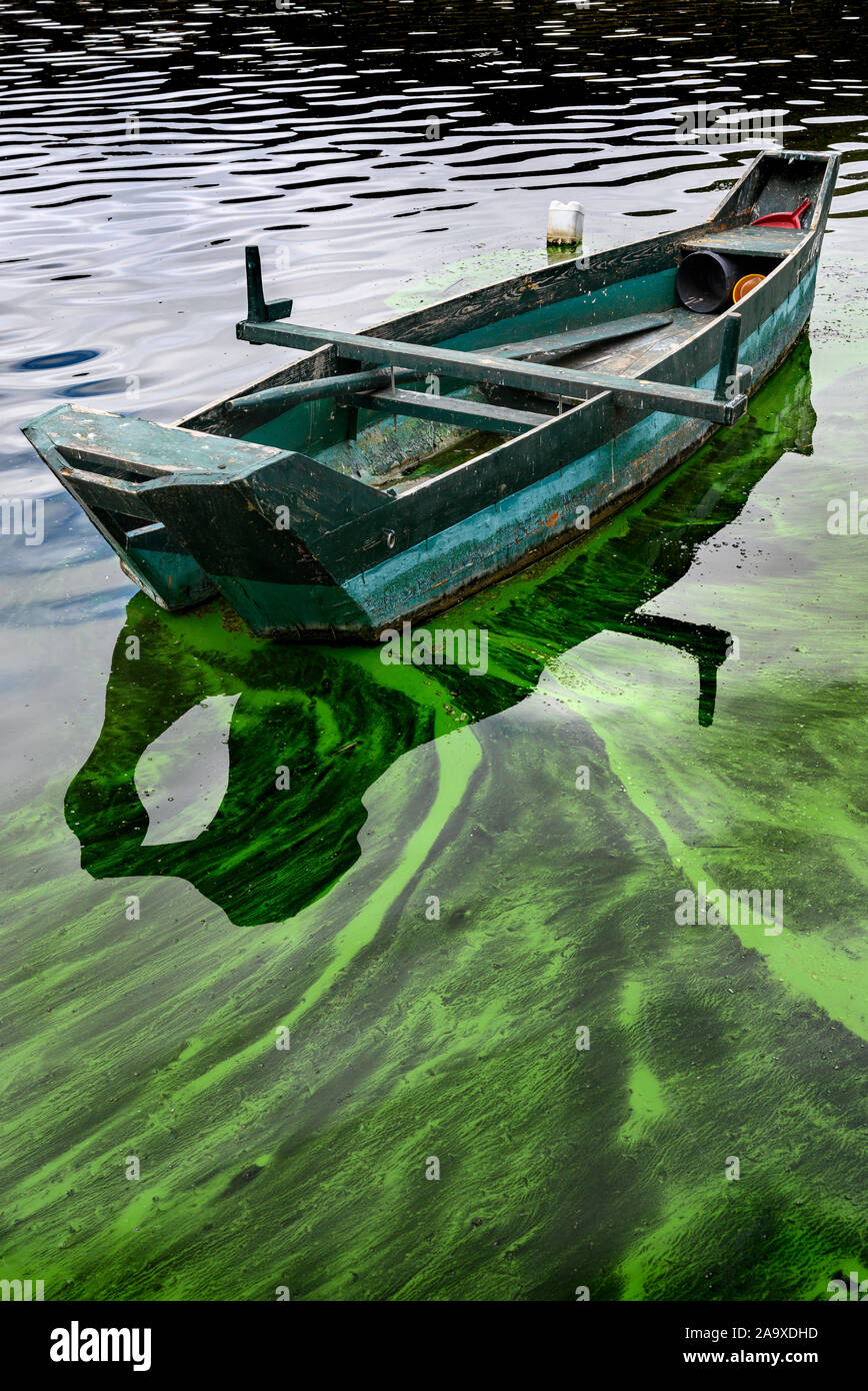 Traditionellen Fischerboot umgeben von blau-grünen Algen auf See Orestiada in Kastoria Mazedonien, im Norden Griechenlands. Stockfoto
