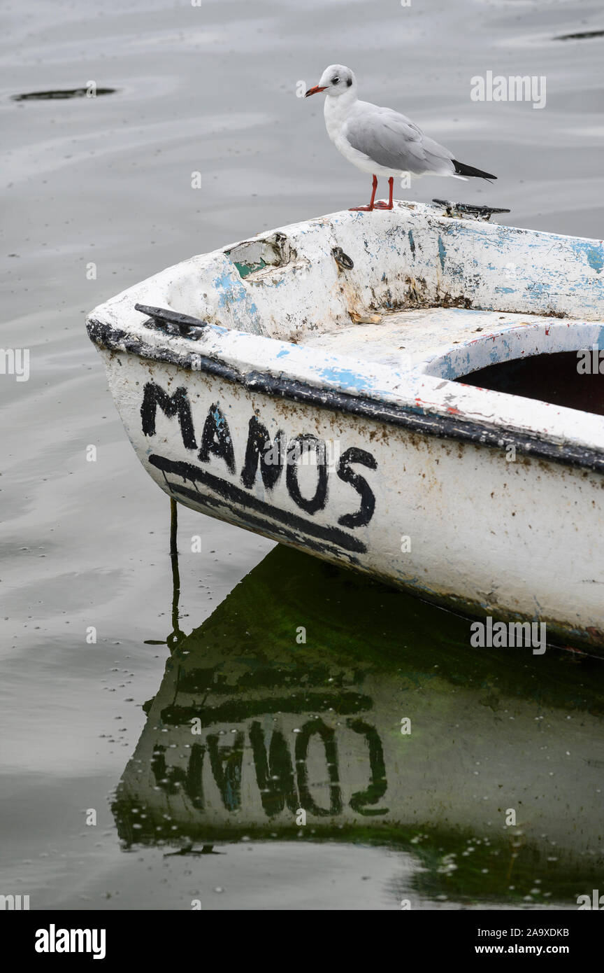 Eine Möwe hocken auf einem Fischerboot auf See Orestiada in Kastoria Mazedonien, im Norden Griechenlands. Stockfoto