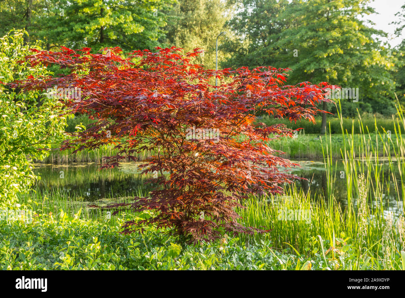 In der Nähe von sehr dekorative Acer palmatum 'Atropurpureum' ein Strauch mit wunderschönen rot gefärbten Blättern am Ufer eines Teiches Stockfoto