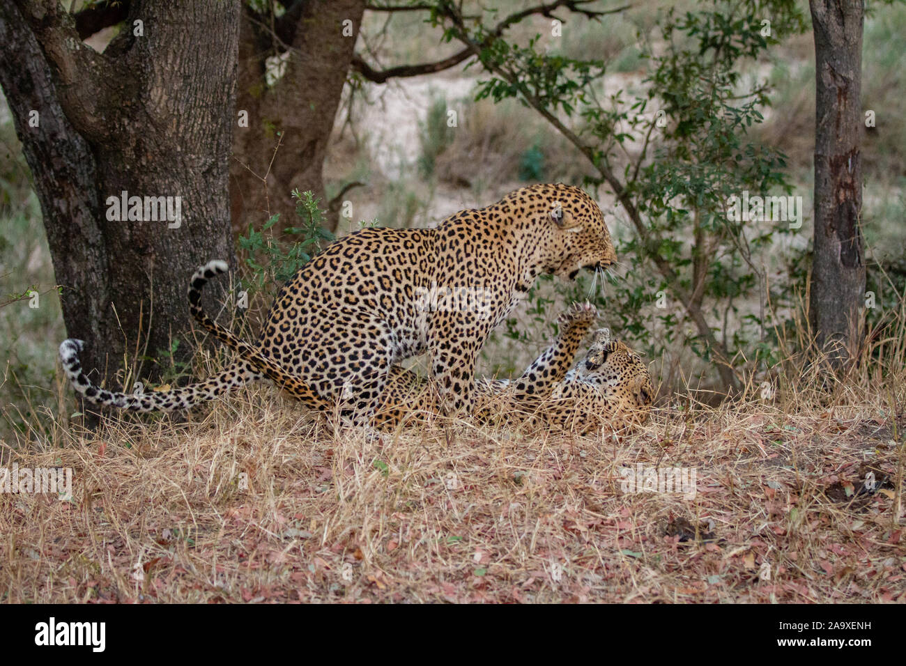 Ein Mann und eine Frau Leopard, Pathera Pardus, kämpfen mit ihren Krallen aus und Mund öffnen, während Knurrende Stockfoto