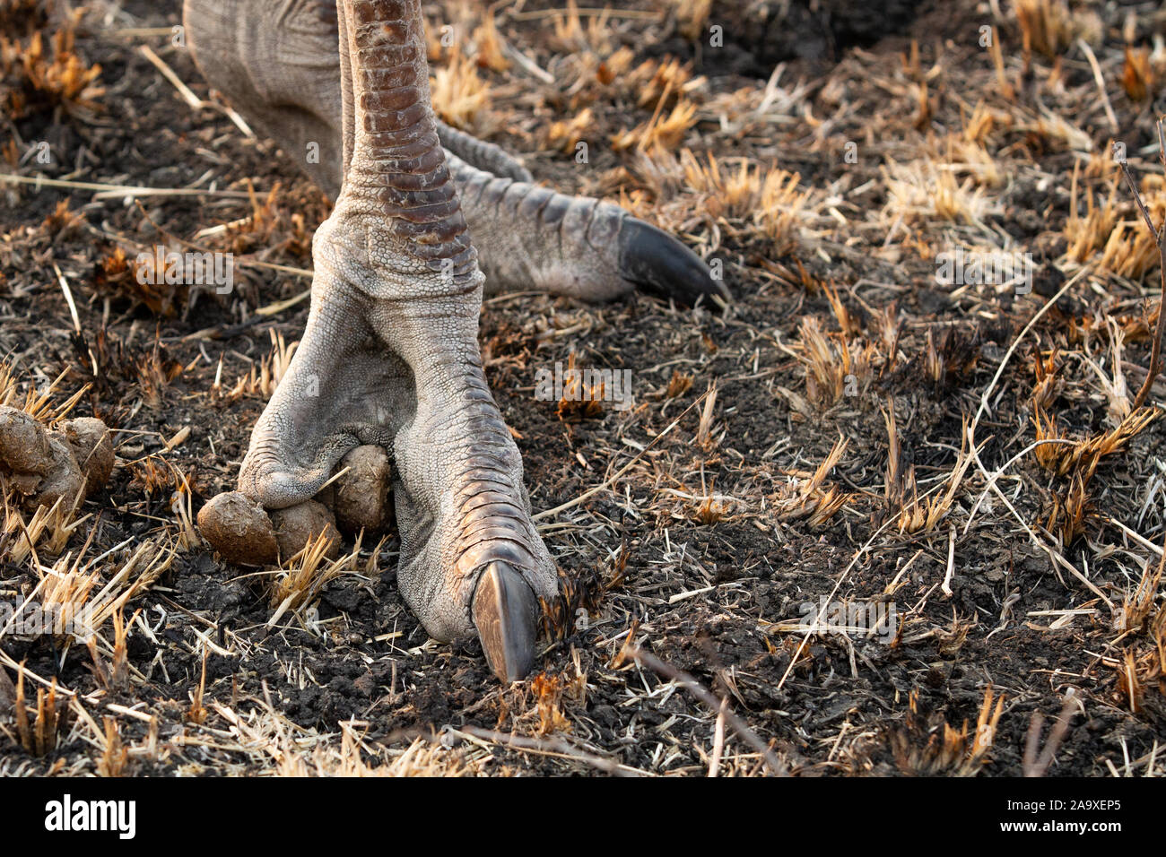 Ein Strauß Fuß, Struthio camelus, stehend auf dem Trockenen, langen Krallen Stockfoto