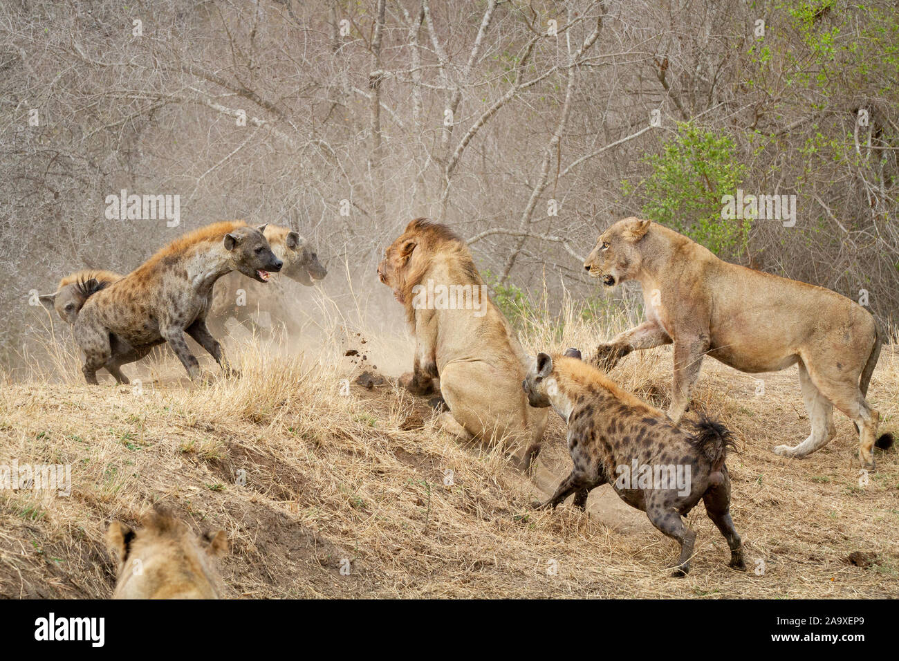 Tüpfelhyänen, Crocuta crocuta, Angriff auf eine Pride Of Lions, Panthera leo Stockfoto