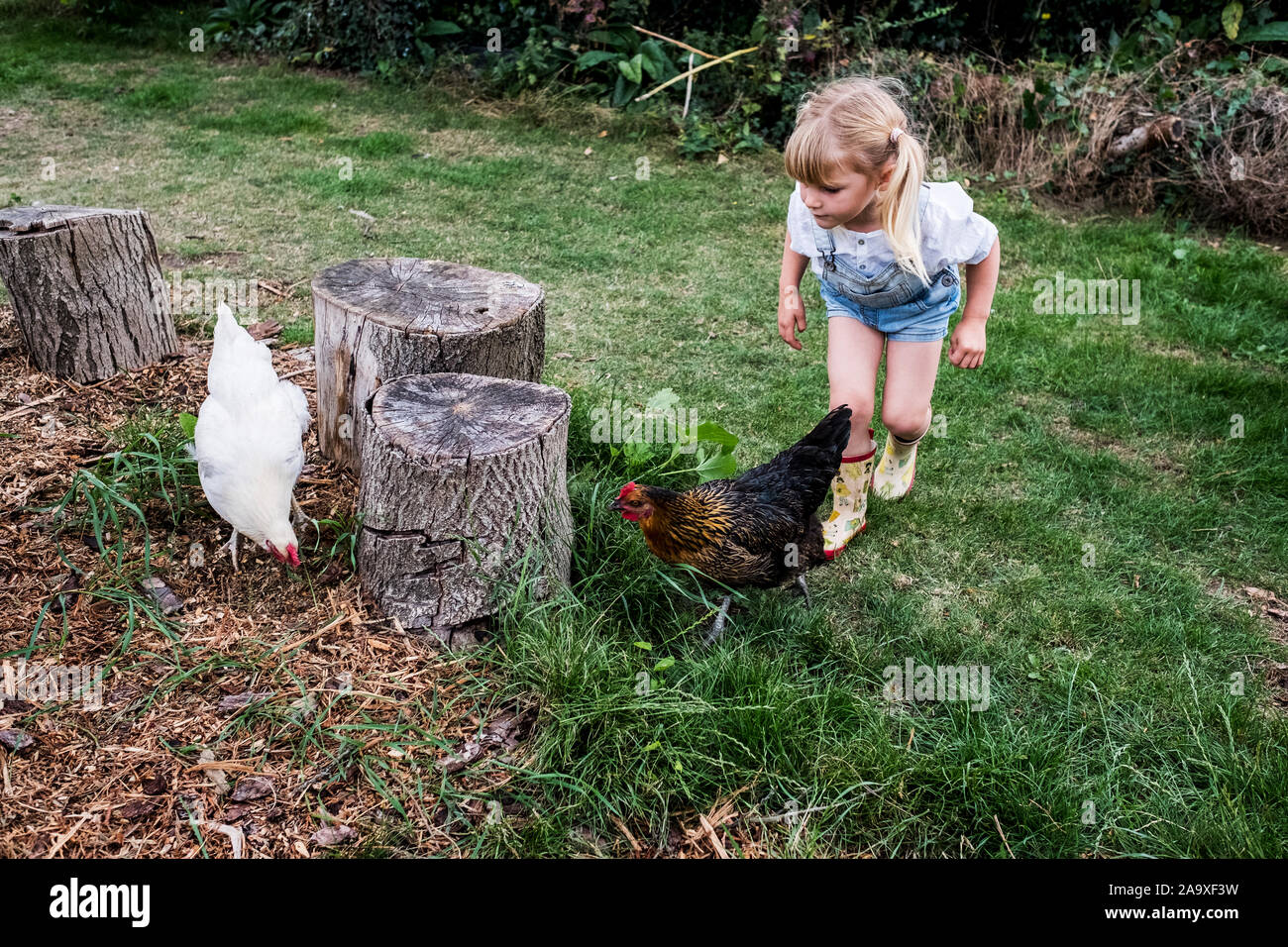 Blonde Mädchen und zwei Hühner neben Baumstümpfen in einem Garten. Stockfoto