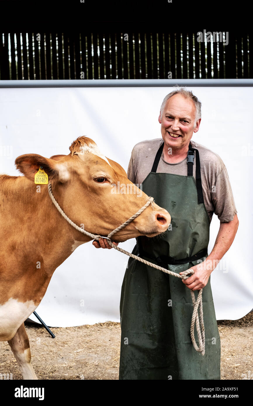 Portrait der männlichen Bauern tragen grüne Schürze Kamera lächelnd mit einem Guernsey Kuh. Stockfoto