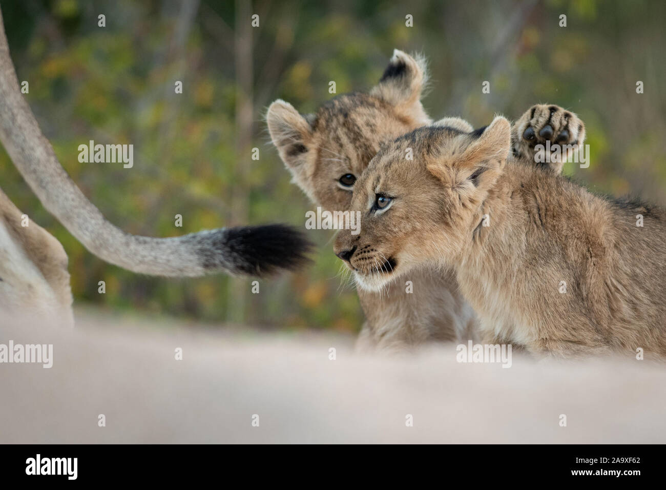 Zwei Löwinnen, Panthera leo, Spielen gemeinsam, während ihre Mutter Stockfoto