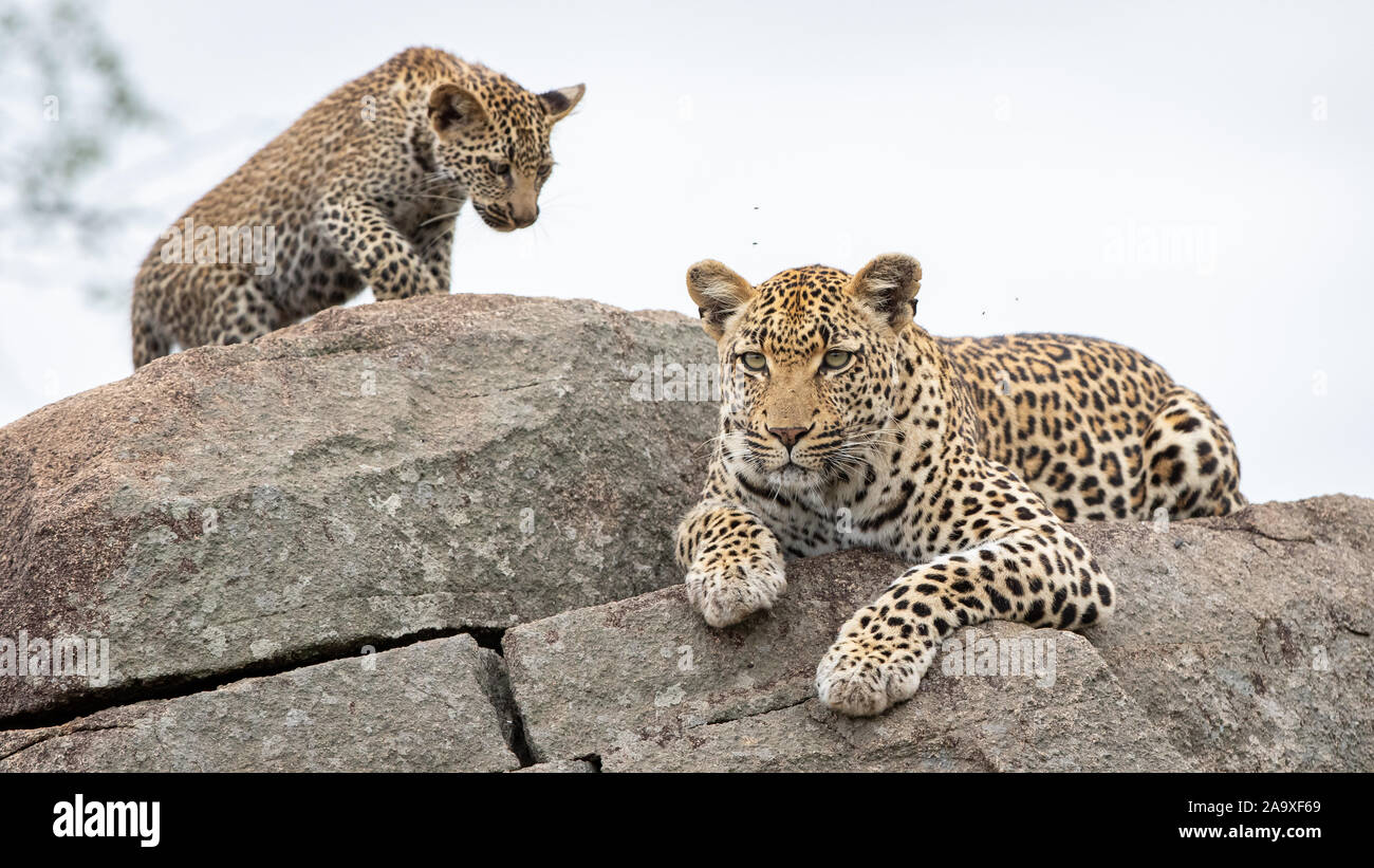 Eine Mutter leopard Panthera Pardus, liegt auf Felsbrocken mit ihrem Jungen. Stockfoto