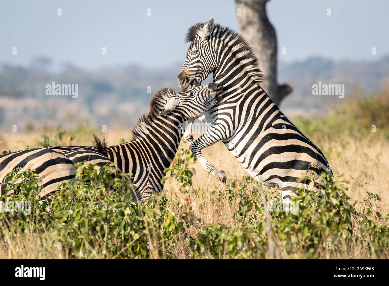 Zwei Zebra, Equus quagga, spielen miteinander, stehend auf die Hinterbeine aufrichten. Stockfoto