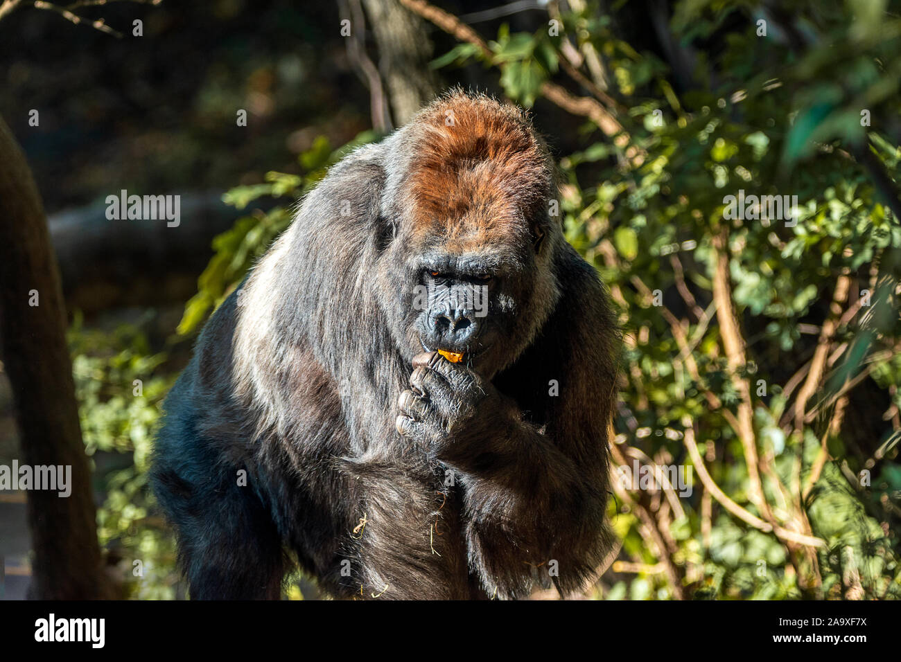 Gorilla, Essen Stockfoto