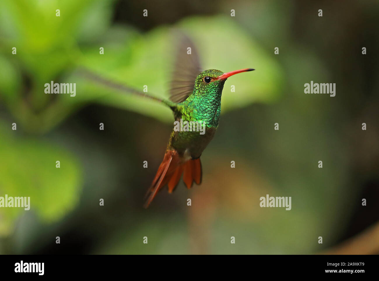 Rufous-Kolibri (Amazilia tzacatl jucunda) Erwachsene im Flug tailed, schwebende Nono-Mindo Straße, Ecuador Februar Stockfoto