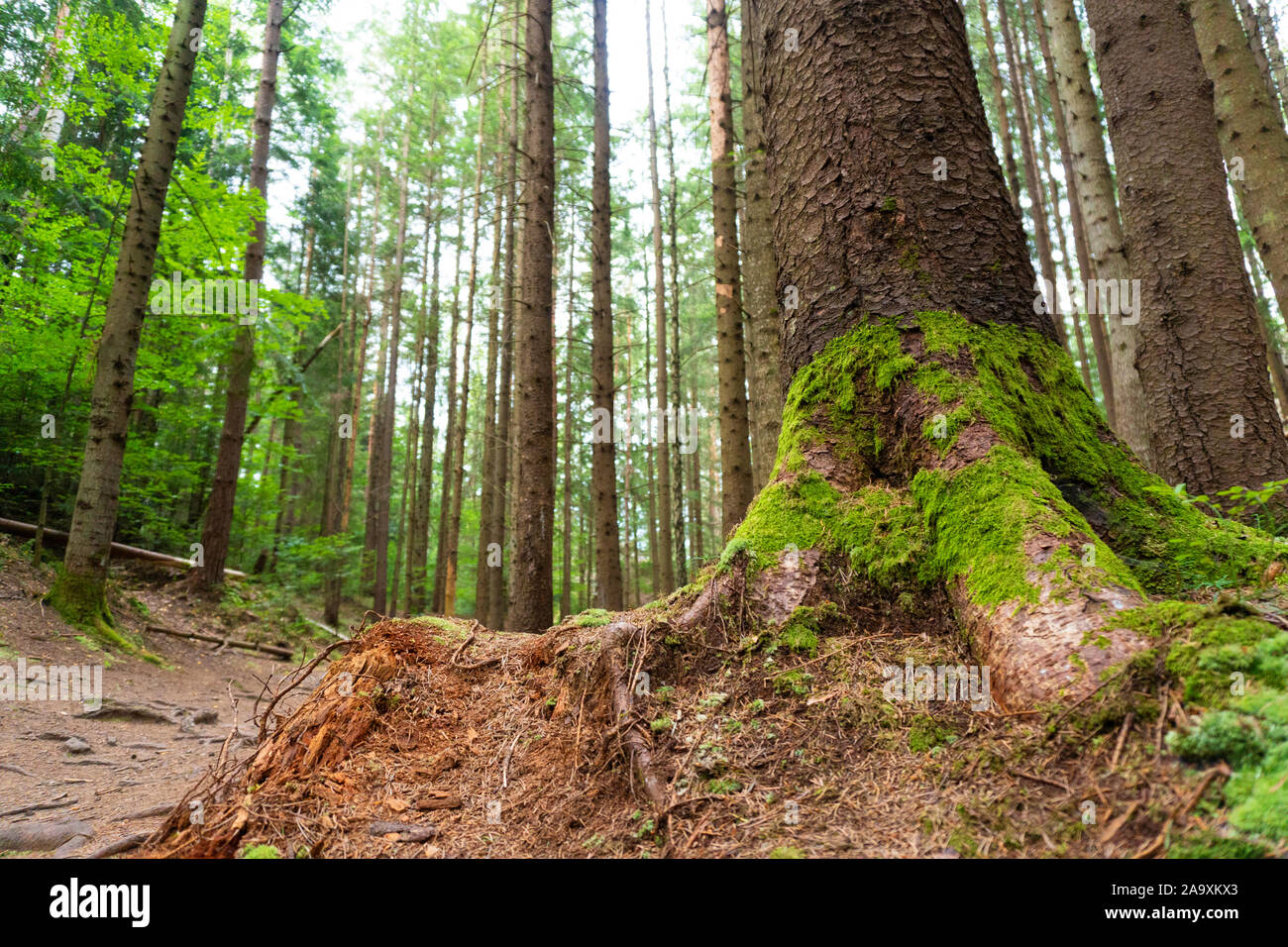 Blick auf Pinien mit Moos im Pinienwald Stockfoto