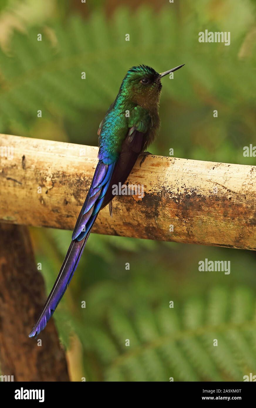 Violett-tailed Sylph (Aglaiocercus Kingii) erwachsenen männlichen auf hölzernen Rampe Vinicio Birdwatchers House, Nono-Mindo Straße, Ecuador Februar gehockt Stockfoto