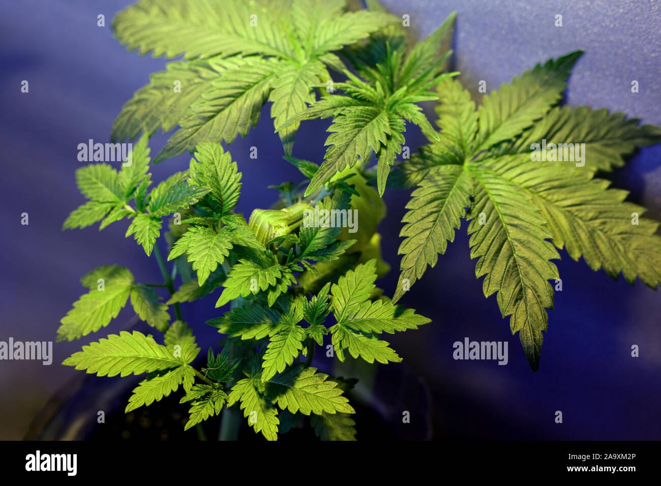 Anlage biegen mit der LST-Technik für Autoflowering Cannabis Sorten, vegetatives Stadium autoflower Marihuana. Stockfoto