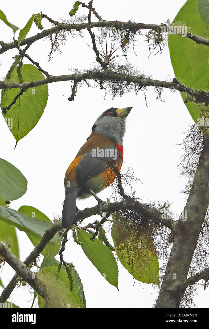 Toucan Barbet (Semnornis ramphastinus ramphastinus) Erwachsene in der Haube Bellavista Cloud Forest Lodge, Ecuador Februar gehockt Stockfoto