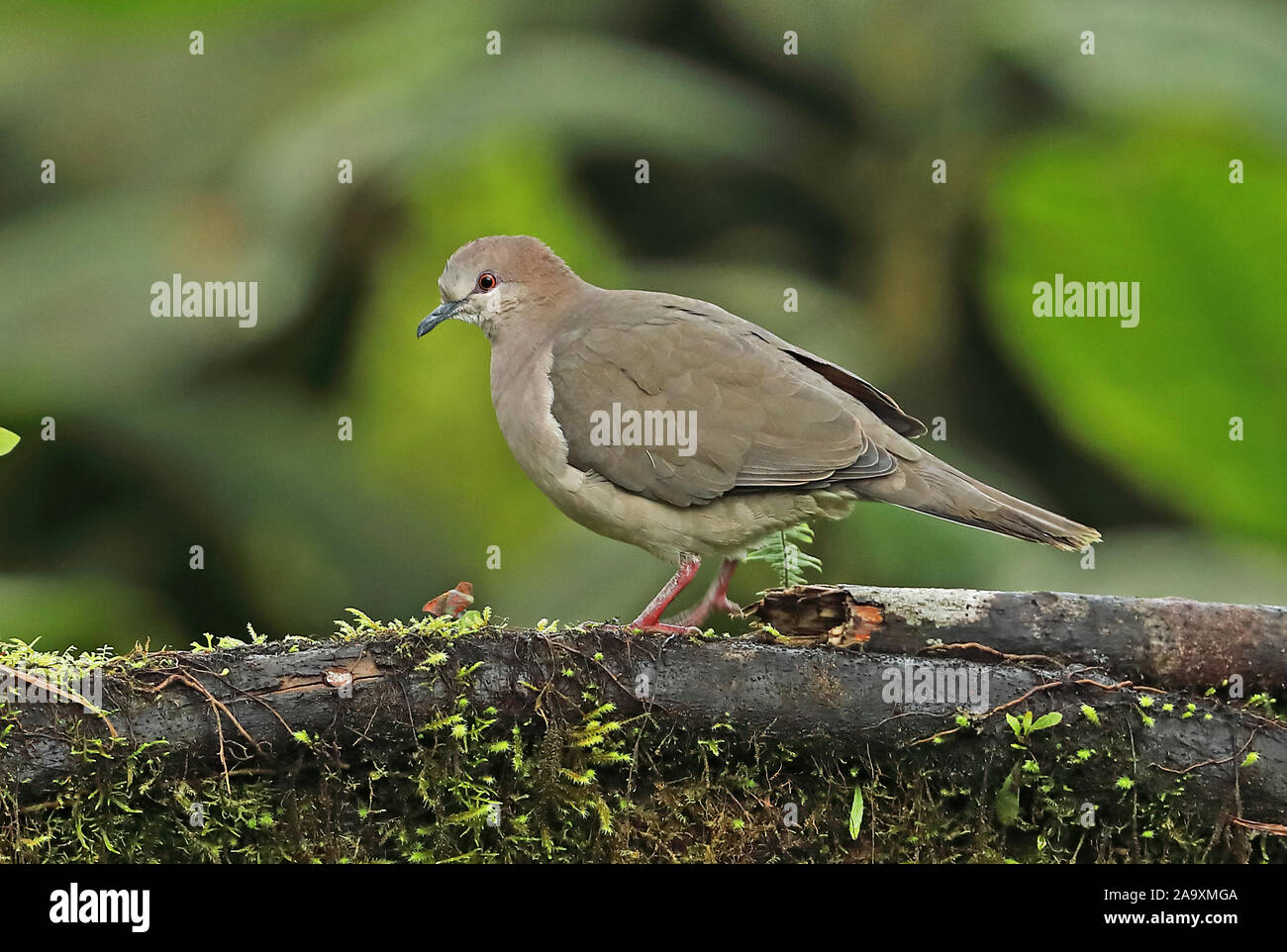 Weißspitzen Dove (Leptotila verreauxi decolor) Erwachsenen entlang bemoosten Ast Vinicio Birdwatchers House, Nono-Mindo Straße, Ecuador Stockfoto