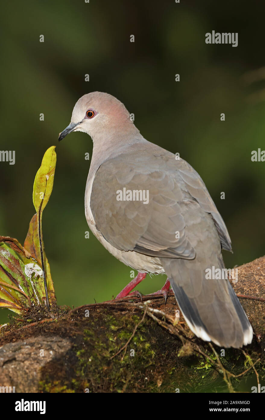 Weißspitzen Dove (Leptotila verreauxi decolor) Erwachsenen entlang bemoosten Ast Vinicio Birdwatchers House, Nono-Mindo Straße, Ecuador Stockfoto