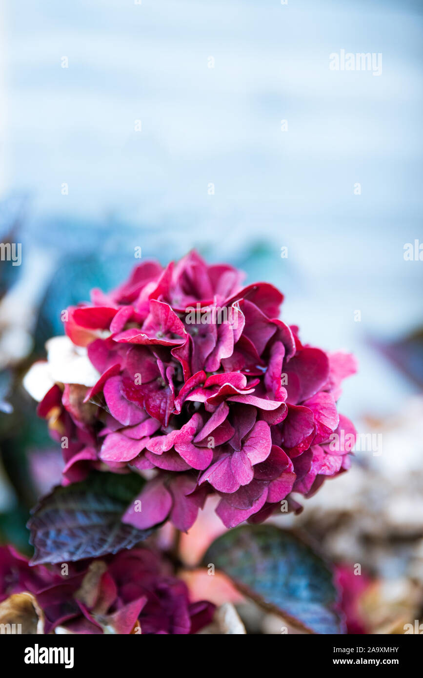 Hortensie Blume Im Herbst Stockfotos Und Bilder Kaufen Alamy
