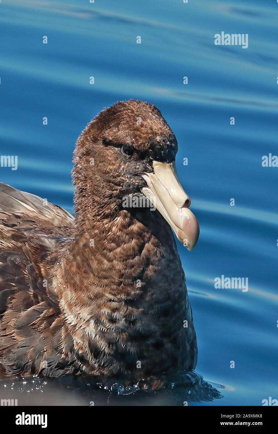 Northern Giant Petrel (Macronectes halli) Nahaufnahme von unreifen Valparaiso, Chile Januar Stockfoto