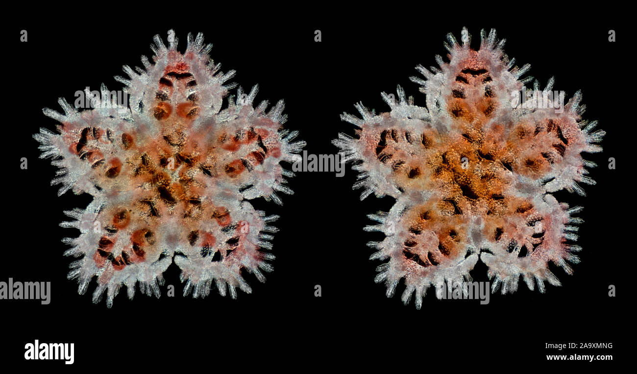 Asterina gibbosa, die starlet Kissen Star, ist eine Pflanzenart aus der Gattung der Seestern in der Familie Asterinidae. Jungen Larvenstadium. Stockfoto