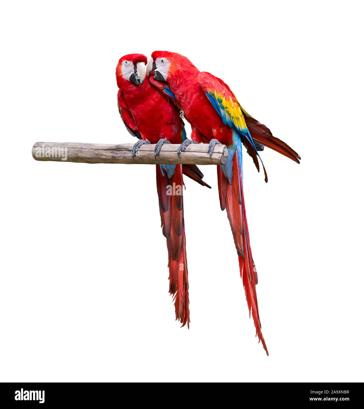 Zwei Macaw Papageien isoliert auf weißem Hintergrund Stockfoto