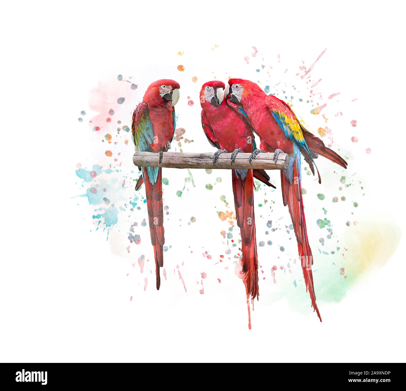 Digitale Aquarelle Malerei Macaw Papageien auf weißem Hintergrund Stockfoto